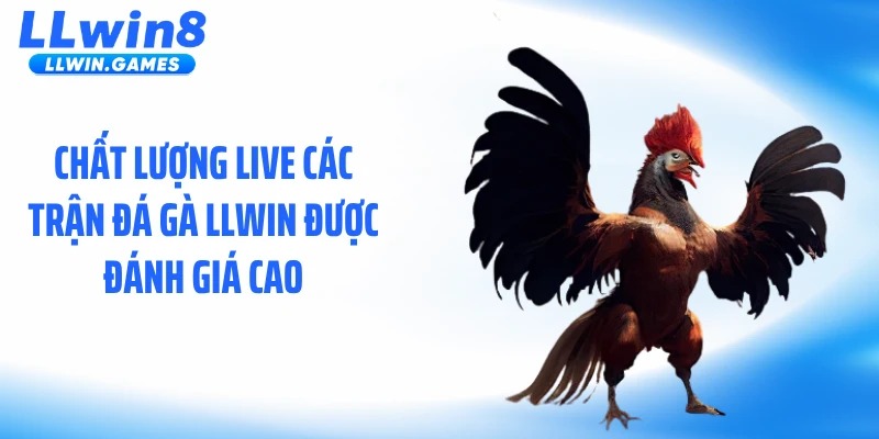 Chất lượng live các trận đá gà LLWIN được đánh giá cao