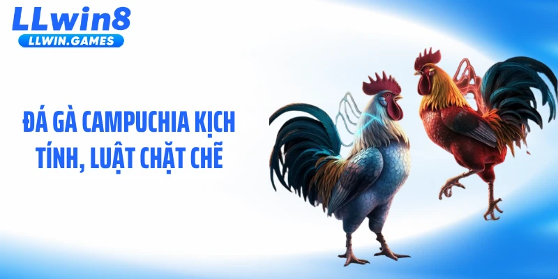 Đá gà Campuchia kịch tính, luật chặt chẽ