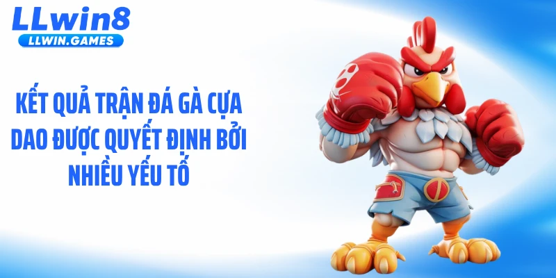 Kết quả trận đá gà cựa dao được quyết định bởi nhiều yếu tố