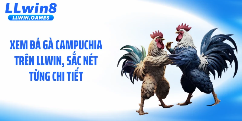 Xem đá gà Campuchia trên LLWIN, sắc nét từng chi tiết